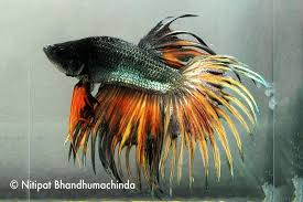 Your dragon betta stock images are ready. Betta Splendens Crowntail Dragon Mix M Aqualog De