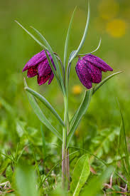 Maybe you would like to learn more about one of these? Fritillaria Meleagris Wikipedia