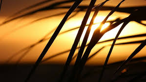 Keutamaan puasa 9 muharram adakah keutamaan puasa 9 muharram esok hari? Hukum Puasa 11 Muharram Rumaysho Com