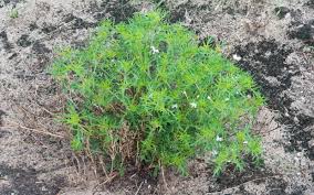 Image result for Chascanum hederaceum