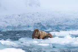 Image result for walrus