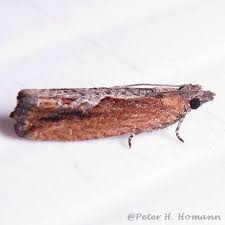 Image result for Bertiera angusiana