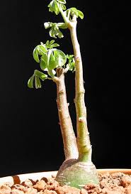 Image result for Adenia glauca