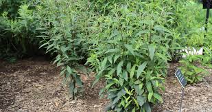 Image result for Vernonia glabra
