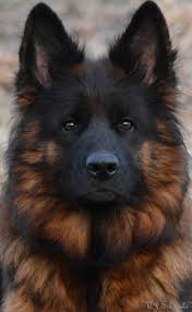 Enter your email address to receive alerts when we have new listings available for black long haired german shepherd for sale. Long Haired German Shepherd Puppies For Sale News Pets News And Review