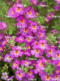 Image result for Jamesbrittenia