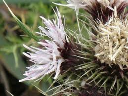 Image result for Carduus nyassanus