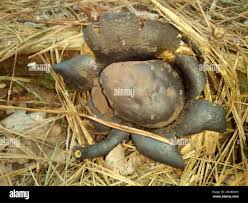 Image result for Scleroderma polyrhizon