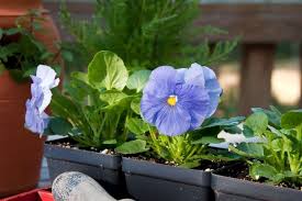 Mar 05, 2021 · they're some of the best plants for pots outdoors. 12 Best Winter Plants For Pots Jay Scotts Collection