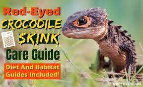 Check spelling or type a new query. Red Eyed Crocodile Skink Care Habitat Diet Guide For Pet Owners