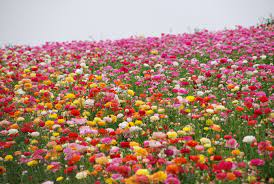 The Flower Fields Carlsbad California A Field Of Ranunculus Flower Field Carlsbad Flower Fields Flower Farmer