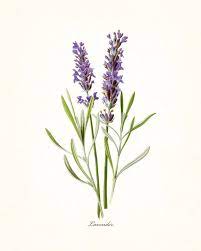 We did not find results for: Botanical Print Lavender Botanical Print Digital Download Etsy In 2021 Botanical Prints Botanical Drawings Flower Drawing