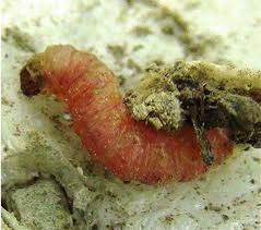 Best gypsy moth sprays ^. Pests Of Apple Springerlink