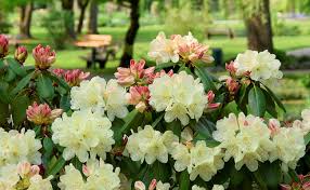Planter les arbustes persistants comme les pieris, les camélias, et les rhododendrons. Rhododendron Floraison Entretien Plantation Culture