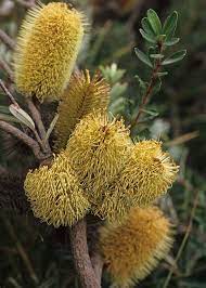 Banksia Marginata Australian Plants Australian Flora Native Plants