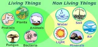 Similarities Between Living And Nonliving Things Knowswhy Com
