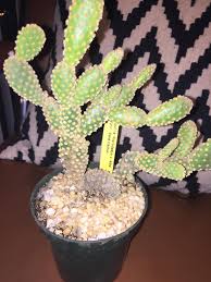 Cactus falls over or is very loose in the soil. Is My Bunny Ear Cactus Dying Succulents