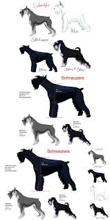 Black And Silver Miniature Schnauzer For Sale Dog Schnauzer Big Set Schnauzer Breed Schnauzer Grooming Mini Schnauzer Puppies