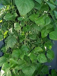 Planting depth should be 1/2 to 1. Growing Year Round Beans