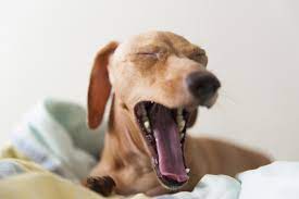 Three Ways To Stop Your Dog From Waking You Up Early Mad Paws Blog