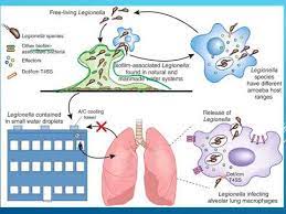 Pneumophila is the primary human pathogenic bacterium in this group and is the causative agent of legionnaires' disease, also known as legionellosis. Legionella Pneumophila Youtube
