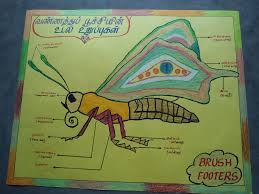 Human body parts name in tamil and english with images, மனித உடல் உறுப்புகள்,tamil body this video shows the vocabulary about parts of body with tamil kids exercise learn body parts. Butterfly Project Miracle Foundation