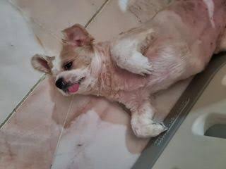 Paws Paradise Daycare Center