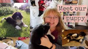 Maybe you would like to learn more about one of these? Our New Puppy A Newfoundland Bernese Mountain Dog Cross Bernefie Bernewfie Puppy Youtube
