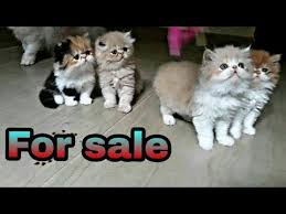 La animal services operates six animal shelters throughout the city of los angeles. Best Persian Cat Breeder Found At Alappuzha Kerala Owner Of 50 Persian Cat Bird Eye Youtube