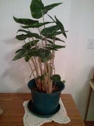 So, titania over at yesterday today and tomorrow in my garden had suggested i look out for an 'elephant ear' kalanchoe. Propagating Alocasia Polly Alocasia Polly African Mask Plant Alocasia Plant