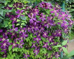 楽天市場】クレマチス ミケリテ １年苗 : おぎはら植物園