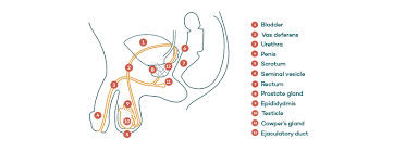 It can cause pain in the lower back, in the groin, or at the tip of the penis. Prostate Cancer Healthy Male