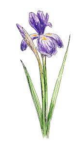 Do a detailed drawing of flower on tracing paper then transfer to your cold pressed (medium) watercolour paper. Iris Flower Watercolor Painting By Irina Sztukowski