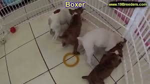 If you are unable to find your boxer puppy in our puppy for sale or dog for sale sections, please consider looking thru thousands of boxer dogs for adoption. Boxer Puppies Dogs For Sale In Tampa Florida Fl 19breeders Fort Lauderdale Hollywood Youtube