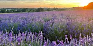 Evenings at the Warwickshire Lavender Farm