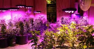300 watt led grow light distance. 3 Best 500 Watt Led Grow Light Reviews On 2020