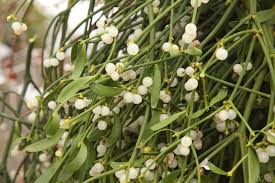 Image result for Viscum cylindricum