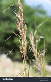 Image result for Bromus  erectus
