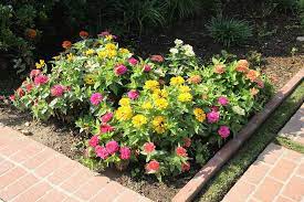 zinnia 百日菊百日菊外形上它很像大麗花 只是植株較小 這花又叫百日草 因為花期很長 花謝了摘去再有新花出現 這花 是菊科 花朵也像是小的大麗花 顏色多是暖色 由橘紅色 橙色為主 此外由黃色 白色到紅色都有 而近期的新品種更有很多雙色花 產 yard