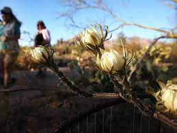 Orchid cactus growing care and propagation part 1. 5 Things To Know About The Mysterious Queen Of Cacti The Night Blooming Cereus Tucson Summer Guide Tucson Com