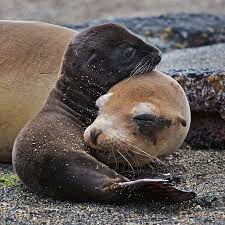 Galapagos Sea Lion Mother And Pup Sean Crane Photography Blog Sea Lion Galapagos Sea Lion Animals Beautiful