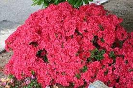 Some varieties of bushy garden plants don't grow very tall and are ideal for planting under windows. 9cm Pot Azalea Mother S Day Muttertag Karume Hybrid Dwarf Vivid Red Garden Shrub Amazon Co Uk Garden Outdoor Azaleas Garden Shrubs Garden Inspiration