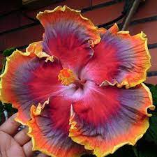 Pin On Beautiful