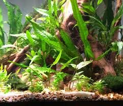 Someone Very Small Is Hiding Under The Moss In The Bottom Right Corner These Tetras Have Given Me So Many Adorable Nature Aquarium Planted Aquarium Aquascape