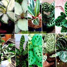 Dikutip dari channel youtube fifteen, senin, (26/4/2021), berikut ini adalah 10 tanaman hias yang naik daun pada bulan april 2021. Jual Promo Paket 10 Jenis Tanaman Hias Pohon Calathea Kab Bogor Gogreen Garden Store Tokopedia
