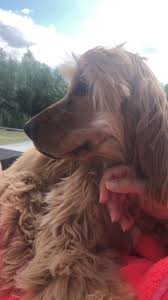 Les gardiens d'animaux veillent à ce que les animaux disposent d'un enclos reproduisant leur milieu naturel et qu'ils se dépensent suffisamment. Garde D Animaux A Monts 37260 Annonces Et Offres D Emploi