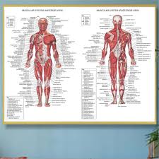 Details About 70x50cm Human Body Muscle Anatomy System Anatomical Chart Educational Poster