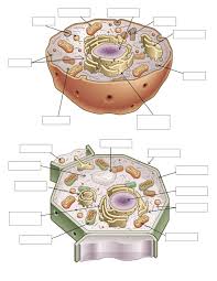 Maybe you would like to learn more about one of these? Cell Chat And Cell Labeling