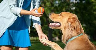 Introducing the online dog trainer… the missing link. The 10 Best Aggressive Dog Trainers Near Me With Free Estimates