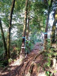 Check spelling or type a new query. Wikiloc Bukit Dinding Trail